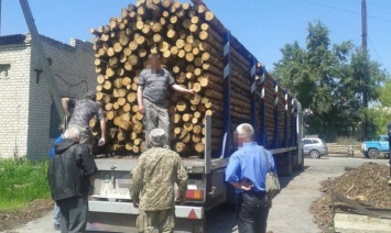 На Луганщине чиновники организовали коррупционную схему хищения лесоматериалов