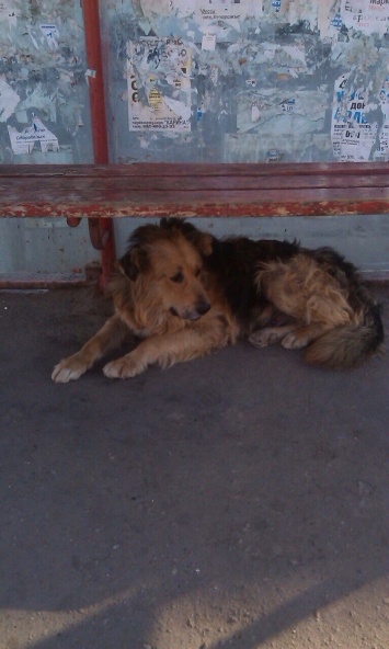 В Луганске появился местный Хатико. Брошенный пес с осени 2014 года приходит ждать хозяев на остановку
