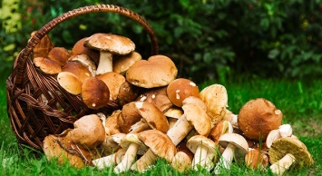 В области зафиксированы первые случаи отравления грибами