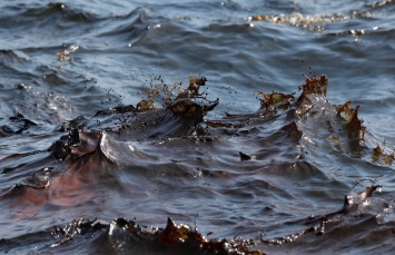 В Алупке в Черное море вылили восемь тонн мазута, - источник