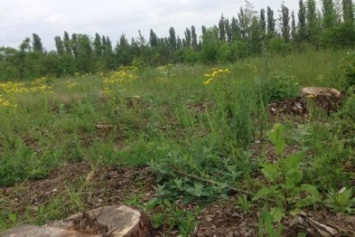 В Одесской области незаконно вырубили сосновый лес (ФОТО)