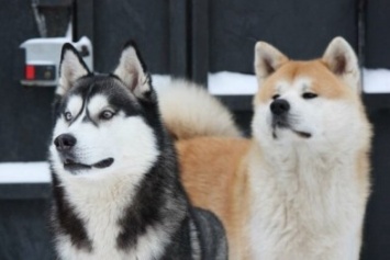 В Северодонецке пройдет выставка собак