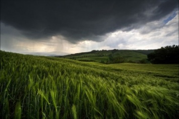 Как отразятся черниговские майские дожди на будущем урожае