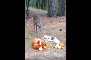 Олень нечаянно попал в кадр и сделал фотосессию младенца сказочной (Видео)