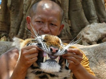 В таиландском "Тигрином монастыре" нашли 30 мертвых тигрят, законсервированных в банках