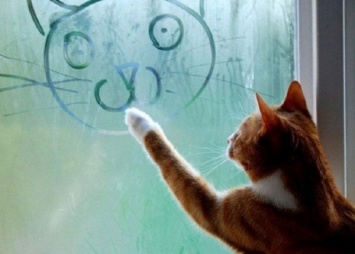 В Петербурге в День петербургских котов будут искать дом для «кошки с улыбкой Джоконды»