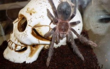 Ученые нашли применение яду перуанского тарантула