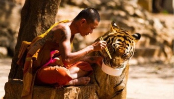 Из знаменитого монастыря в Таиланде вывезли всех тигров