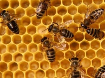 Мужчина умер от укуса пчел во Львовской области