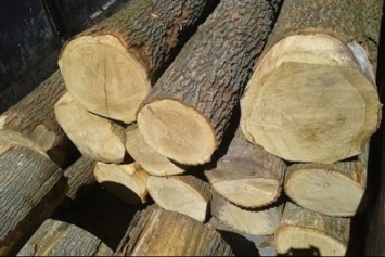 Крупная партия «левой» древесины нашлась в Черниговской области