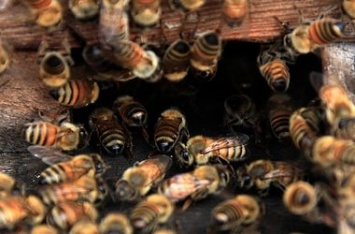 Во Львовской области пчелы убили человека
