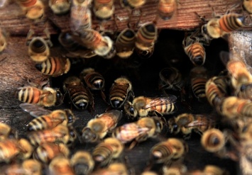 Во Львовской области пчелы насмерть искусали пасечника