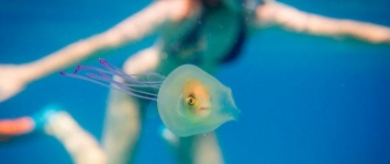 Интернет поразила рыба, застрявшая в медузе