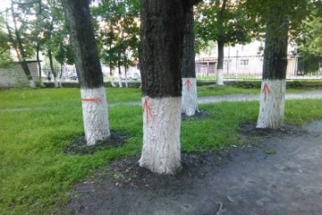 Помеченные деревья за больницей №1 сносить не будут
