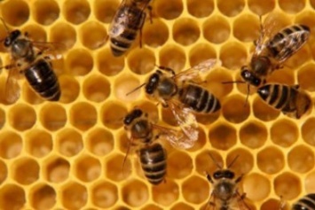 Почему в Краматорске гибнут пчелы