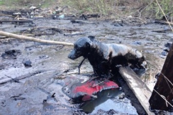 Хозяин опасного «смоляного болота» в Чернигове нашелся. Он занимается восстановление отходов