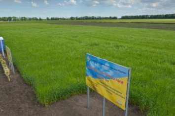 Аграрии Кировоградской области ожидают хороший урожай ранних зерновых культур