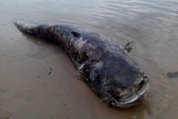 На центральном пляже Запорожья нашли огромную рыбу, - ФОТО