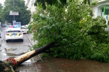 "Черный" перекресток: на месте гибели двух людей в Днепре завалилось дерево