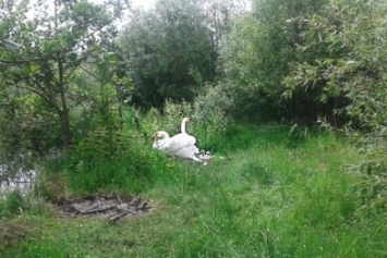 Житель Сумщины зажарил на костре птенца лебедя (ФОТО)