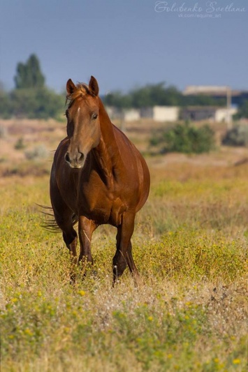 В Терновке неизвестные похитили лошадей, лечивших больных детей