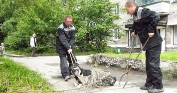 Бороться с бездомными собаками в Керчи будет компания из Ульяновска