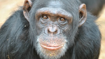 Получат ли шимпанзе права человека?