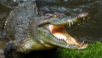 Новая трагедия в Орландо: мальчика затянул под воду аллигатор