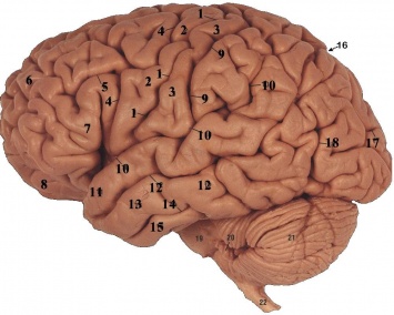 Сверхспособность человеческого мозга обнаружена в миндалевидном теле