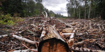 Остановить уничтожение лесов: для чего нужны поправки ОНФ в Лесной кодекс РФ