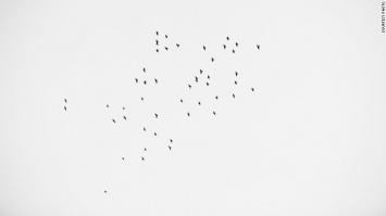 Над мемориалом 49 жертвам теракта в Орландо пролетели 49 птиц (фото)