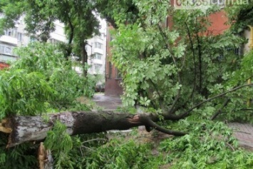 В Кременчуге деревья падали на проезжую часть, на заборы и фасады домов