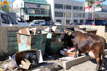 В России появились штрафстоянки для коров (фото)