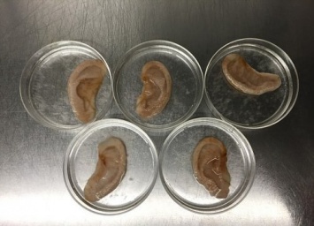 Ученый вырастил человеческое ухо из обычного яблока