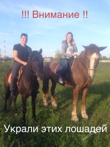 Возле одесского ипподрома украли двух лошадей (видео)