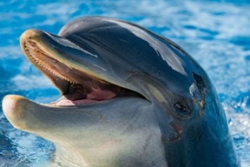 Минэкологии Крыма проверяет факт жестокого обращения с дельфинами - СМИ пишут о новой инициативе Зубкова