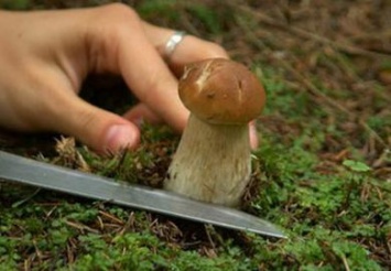 Двое из Желтых Вод умерли в результате отравления грибами в Кировоградской области