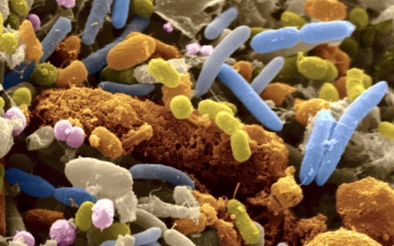 В человеческой слюне впервые обнаружены бактерии - паразиты бактерий