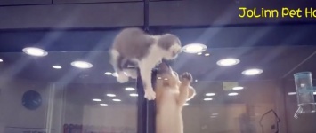 Интернет умиляется видео с побегом котенка к другу-щенку