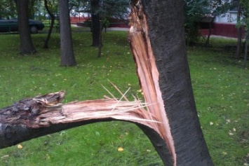 В Симферополе упавшее на детскую площадку дерево сломало позвоночник женщине