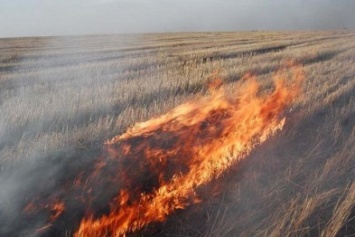 В Херсонской области будут штрафовать землевладельцев, которые выжигают на полях стерню