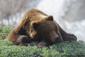 Медведя-людоеда застрелили на Камчатке