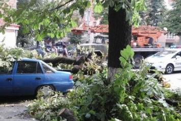 В центре Полтавы дерево упало на автомобиль (ФОТО)