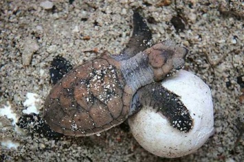 Во Флориде арестован браконьер, укравший 107 яиц редкой морской черепахи