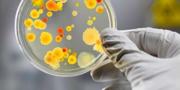 Ученые обнаружили в кишечнике бактерии, которые манипулируют человеческим мозгом