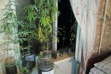 Мариупольчанка выращивала коноплю на подоконнике своего дома (ФОТО)
