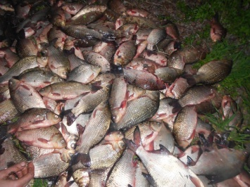У браконьера в сетях нашли рыбы более чем на 11 тысяч гривен