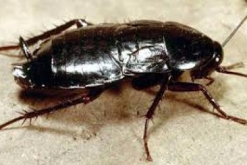 Мариупольци жалуются на нашествие черных тараканов