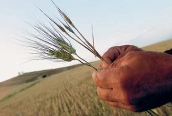 Ранние зерновые и зернобобовые культуры начали собирать в Житомирской области