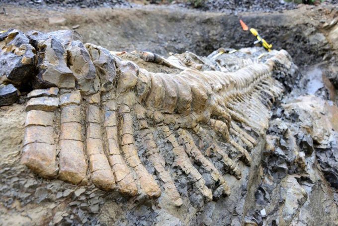В костях динозавров найдены клетки возрастом 75 млн лет